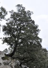 Quercus ilex subsp. ilex