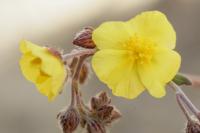 Helianthemum cinereum subsp. rotundifolium 