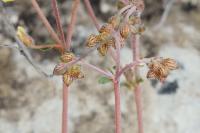 Helianthemum cinereum subsp. rotundifolium 