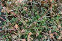 Helianthemum cinereum subsp. rotundifolium 