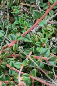 Helianthemum cinereum subsp. rotundifolium 