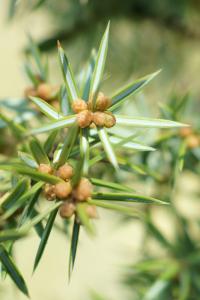 Juniperus communis subp. hemisphaerica