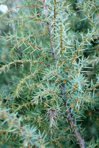 Juniperus communis subp. hemisphaerica