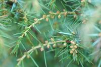 Juniperus communis subp. hemisphaerica