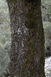 Quercus ilex subsp. ilex