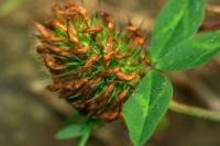 Trifolium pratense