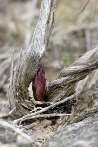 Orobanche latisquama