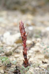 Orobanche latisquama