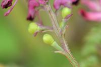 Fumaria officinalis subsp. wirtgenii 