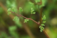 Fumaria officinalis subsp. wirtgenii Fumaria officinalis subsp. wirtgenii