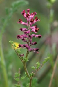 Fumaria officinalis subsp. wirtgenii 