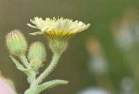 Andryala integrifolia