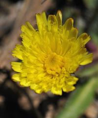 Pilosella officinarum