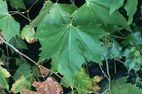 Platanus hispanica