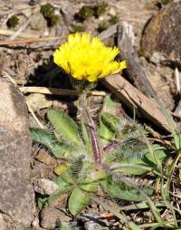 Pilosella officinarum