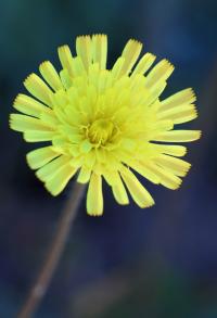 Pilosella pseudopilosella