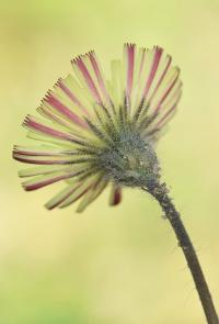 Pilosella pseudopilosella