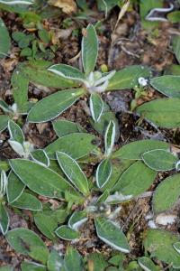 Pilosella pseudopilosella