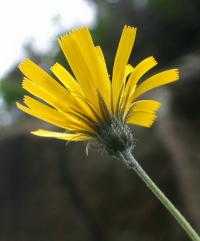 Hieracium murorum