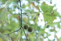 Platanus hispanica