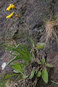 Hieracium murorum