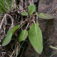 Hieracium murorum