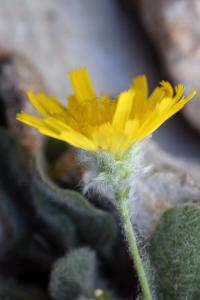 Hieracium mixtum