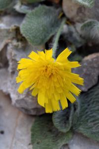 Hieracium mixtum