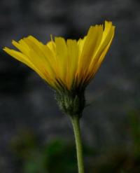 Hieracium cerinthoides