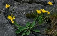 Hieracium cerinthoides