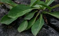 Hieracium cerinthoides