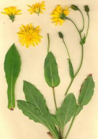 Hieracium cerinthoides