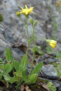 Hieracium amplexicaule