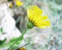 Hieracium amplexicaule