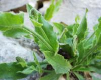 Hieracium amplexicaule