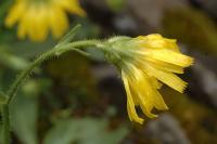 Hieracium amplexicaule