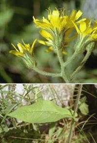 Hieracium prenanthoides