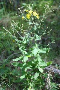 Hieracium prenanthoides