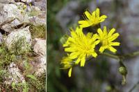 Hieracium prenanthoides