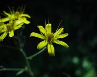 Hieracium prenanthoides