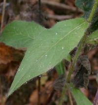 Hieracium umbellatum