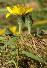 Hieracium umbellatum