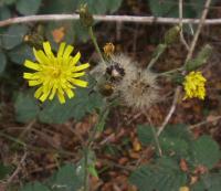 Hieracium umbellatum