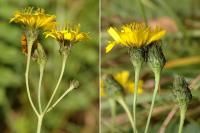 Hieracium umbellatum