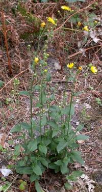 Hieracium sabaudum