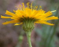 Hieracium sabaudum