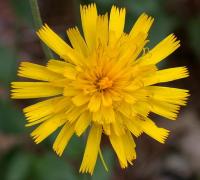 Hieracium sabaudum