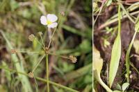 Baldellia ranunculoides