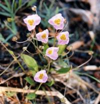 Baldellia ranunculoides