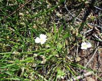 Baldellia ranunculoides